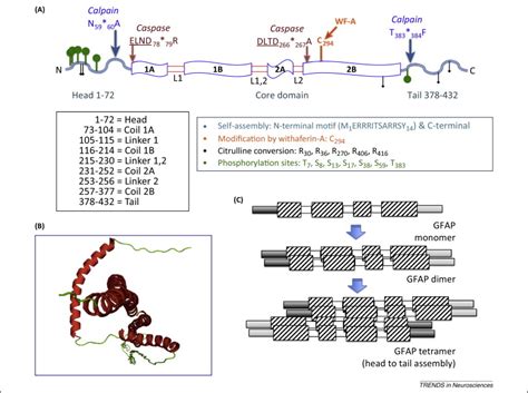 ogfap|Glial fibrillary acidic protein: from intermediate filament ...